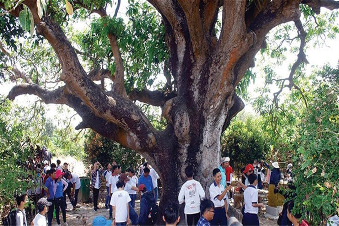"Cụ xoài" trên 300 tuổi – cây di sản Việt Nam, điểm đến thú vị tại Bạc Liêu - 1