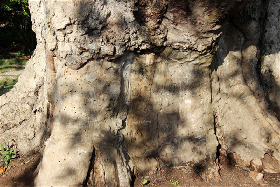 "Cụ xoài" trên 300 tuổi – cây di sản Việt Nam, điểm đến thú vị tại Bạc Liêu - 2